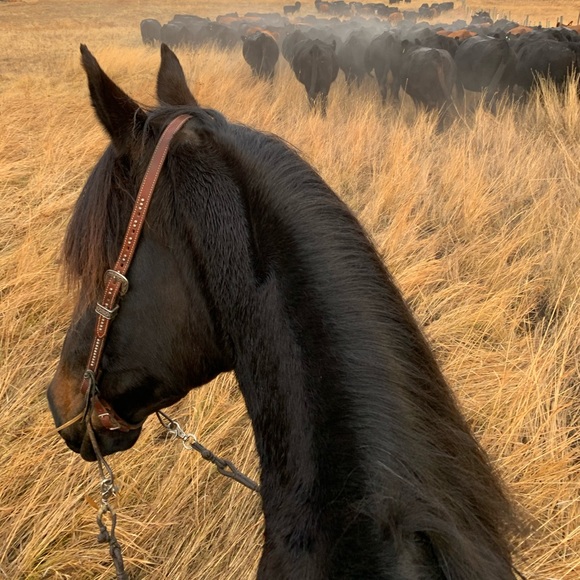 Meet your Posher, Rashell - Picture 1 of 1